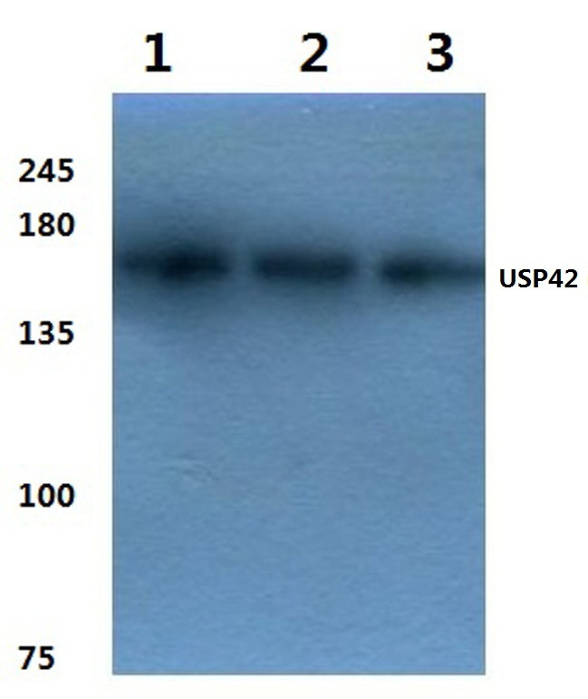 USP42 Antibody in Western Blot (WB)