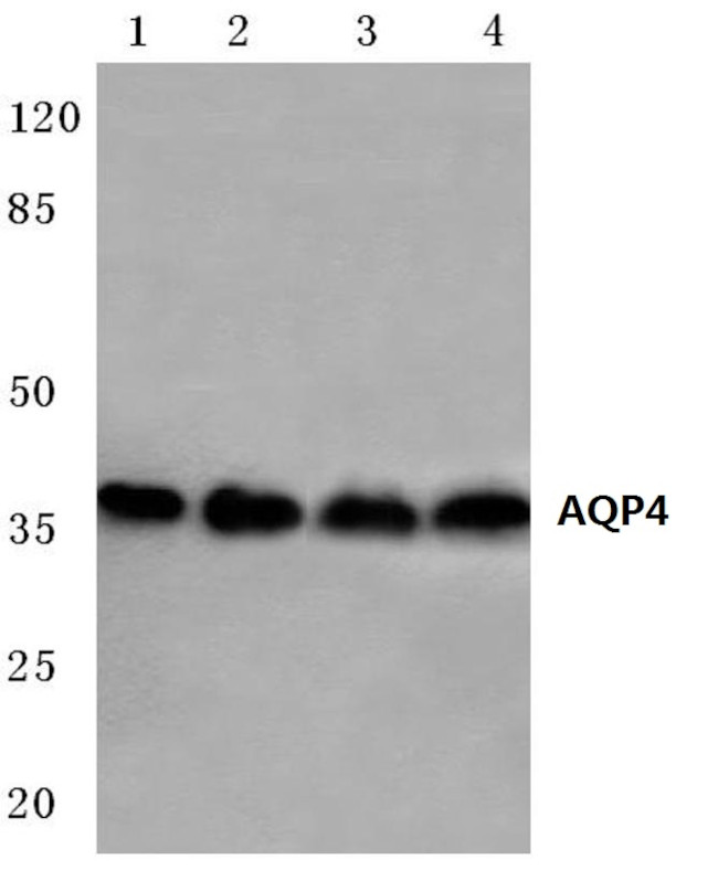 Aquaporin 4 Antibody in Western Blot (WB)