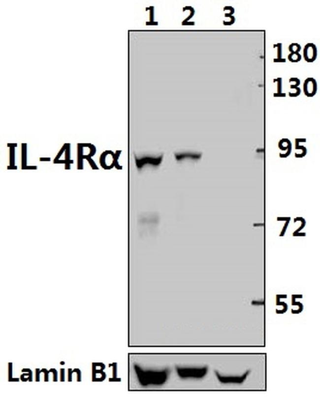 IL4R Antibody in Western Blot (WB)