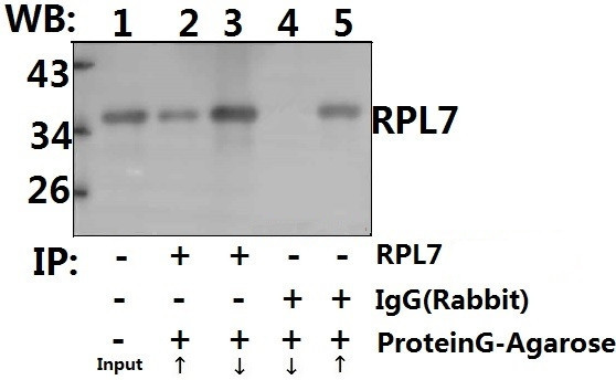 RPL7 Antibody in Immunoprecipitation (IP)