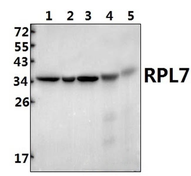 RPL7 Antibody in Western Blot (WB)