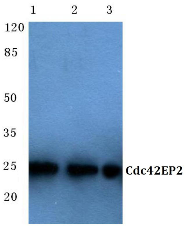 Cdc42EP2 Antibody in Western Blot (WB)