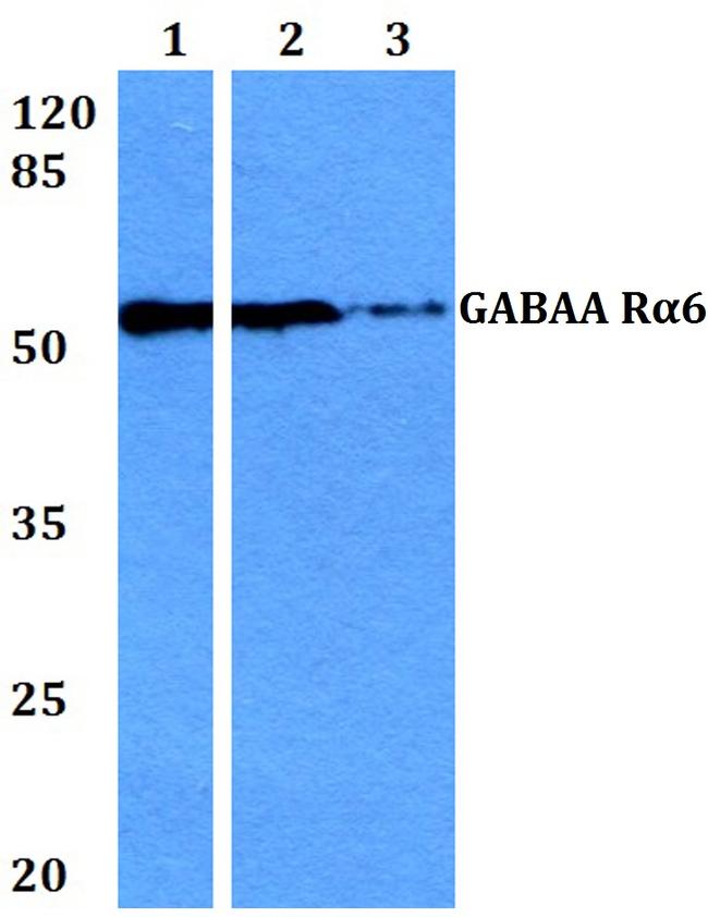 GABRA6 Antibody in Western Blot (WB)