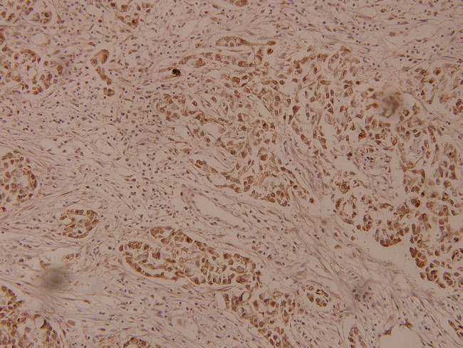 ZP1 Antibody in Immunohistochemistry (Paraffin) (IHC (P))