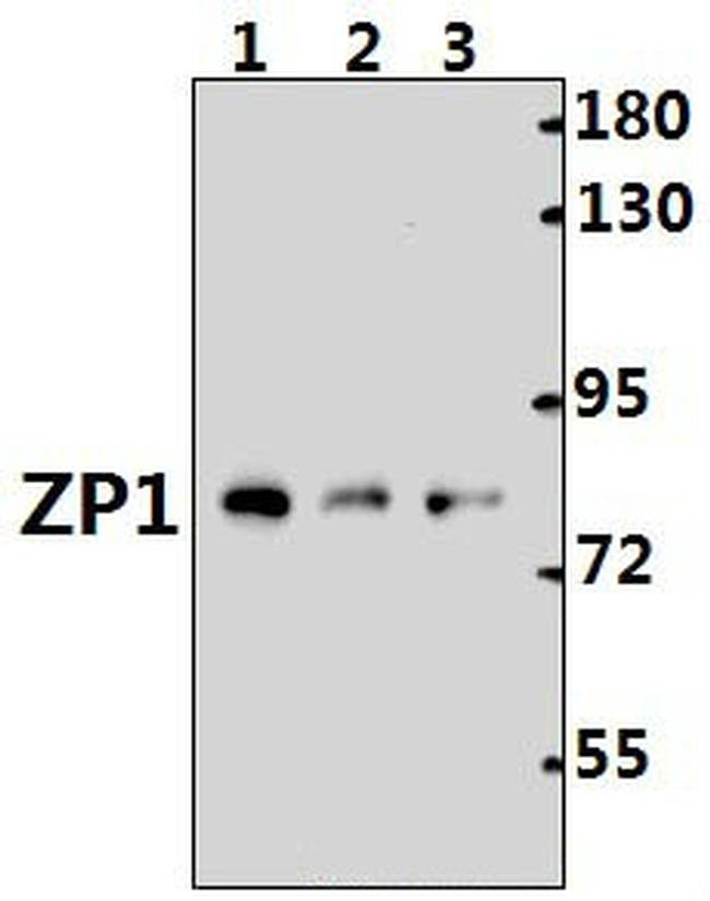 ZP1 Antibody in Western Blot (WB)