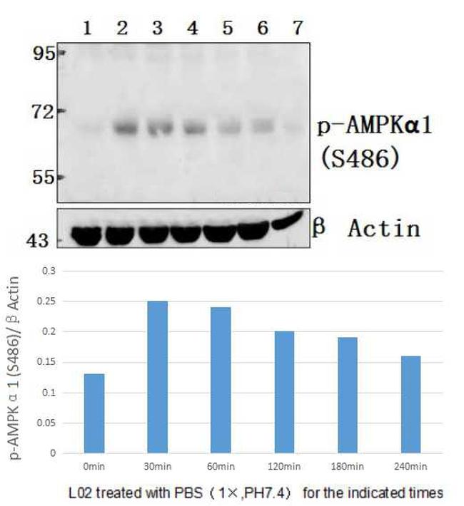 Phospho-AMPK alpha-1 (Ser486) Antibody in Western Blot (WB)