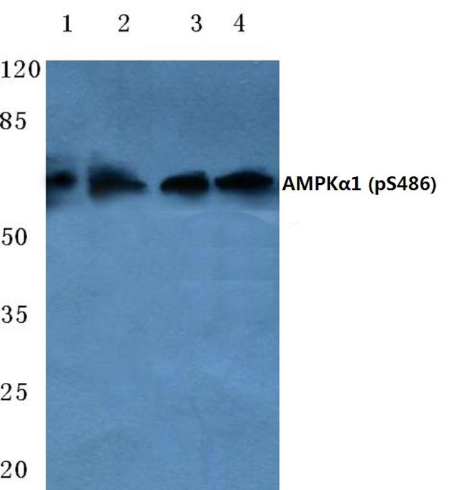 Phospho-AMPK alpha-1 (Ser486) Antibody in Western Blot (WB)