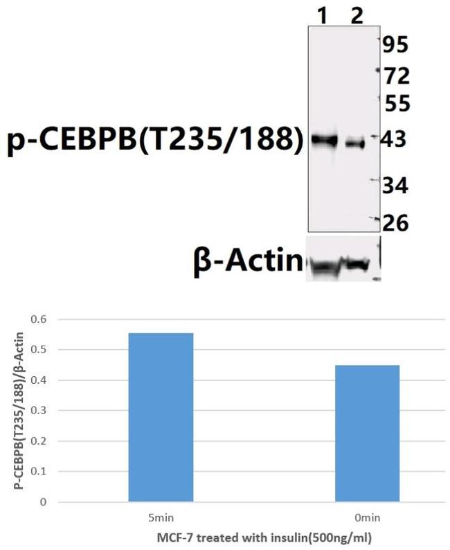 Phospho-C/EBP beta (Thr188, Thr235) Antibody in Western Blot (WB)