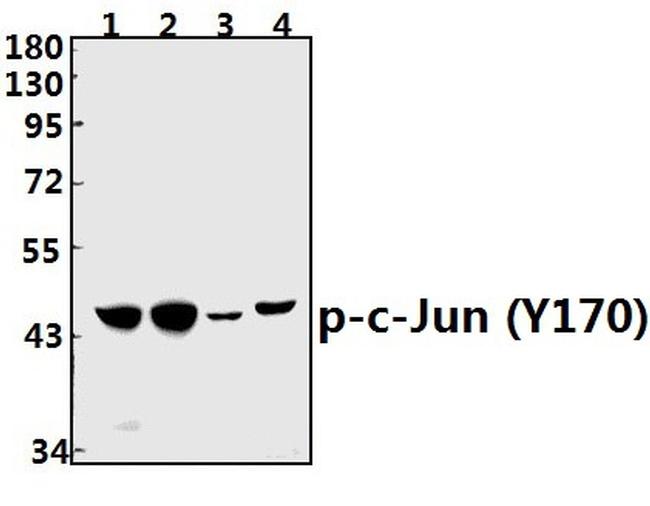 Phospho-c-Jun (Tyr170) Antibody in Western Blot (WB)