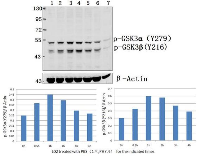 Phospho-GSK3 alpha/beta (Tyr279, Tyr216) Antibody in Western Blot (WB)