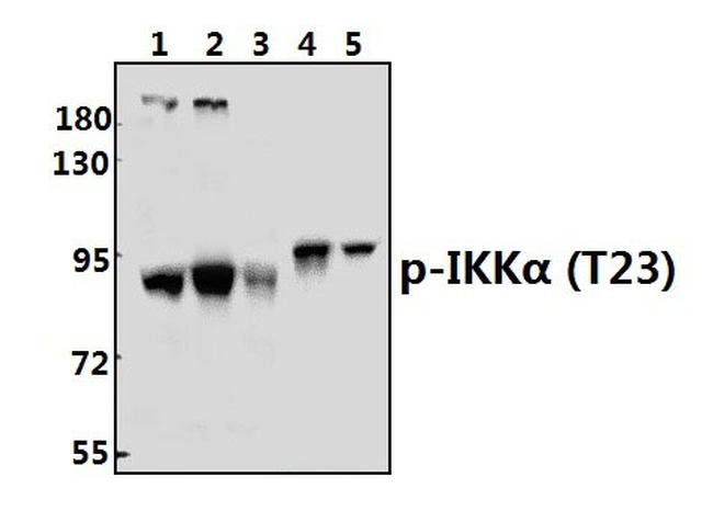 Phospho-IKK alpha (Thr23) Antibody in Western Blot (WB)