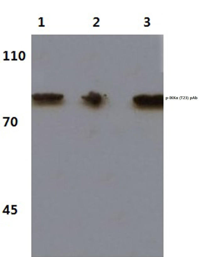 Phospho-IKK alpha (Thr23) Antibody in Western Blot (WB)