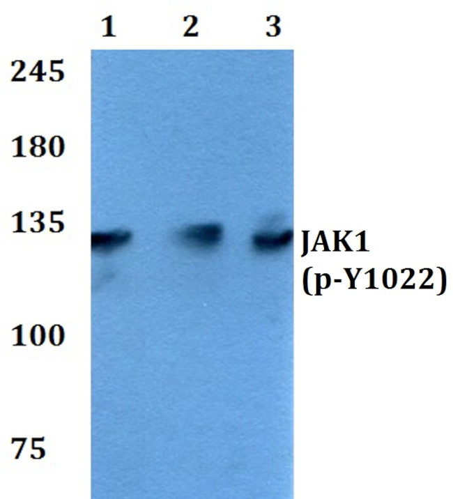 Phospho-JAK1 (Tyr1022) Antibody in Western Blot (WB)