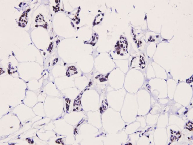 Phospho-LIMK2 (Thr505) Antibody in Immunohistochemistry (Paraffin) (IHC (P))