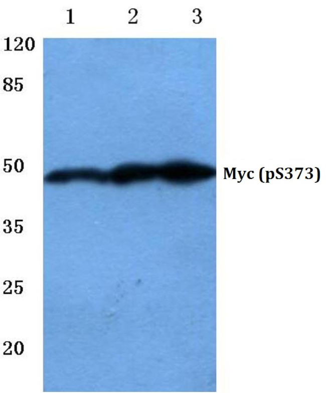 Phospho-c-Myc (Ser373) Antibody in Western Blot (WB)