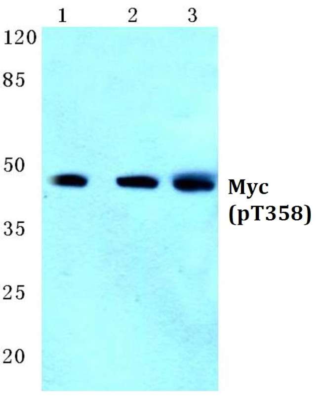 Phospho-c-Myc (Thr358) Antibody in Western Blot (WB)