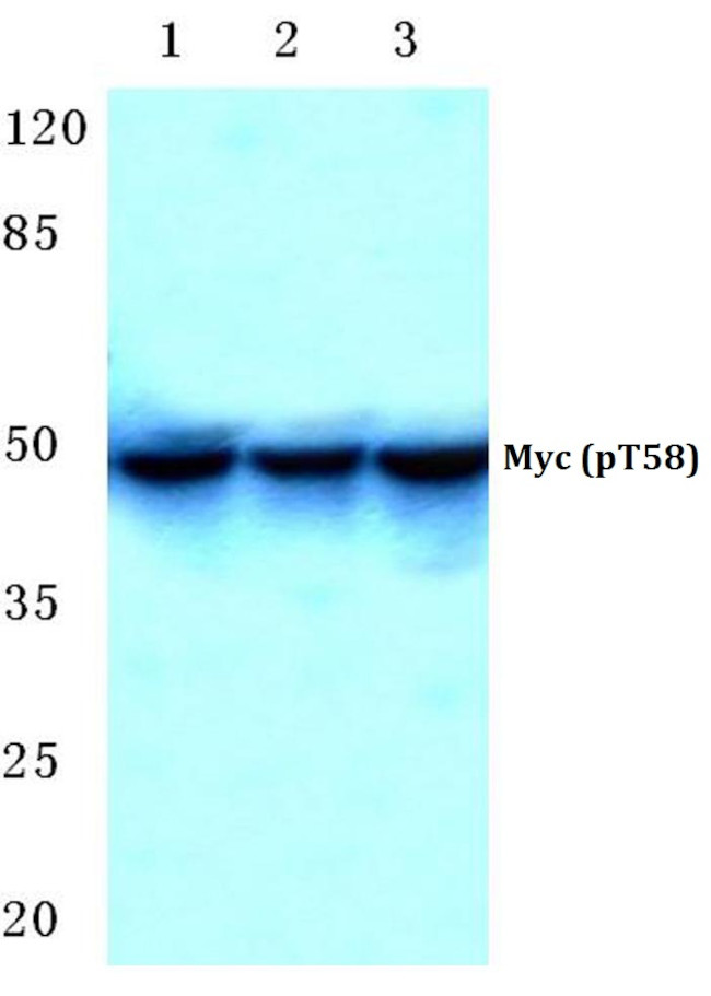 Phospho-c-Myc (Thr58) Antibody in Western Blot (WB)