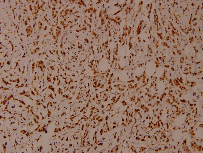 Phospho-SHP-1 (Tyr536) Antibody in Immunohistochemistry (Paraffin) (IHC (P))