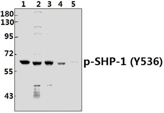 Phospho-SHP-1 (Tyr536) Antibody in Western Blot (WB)