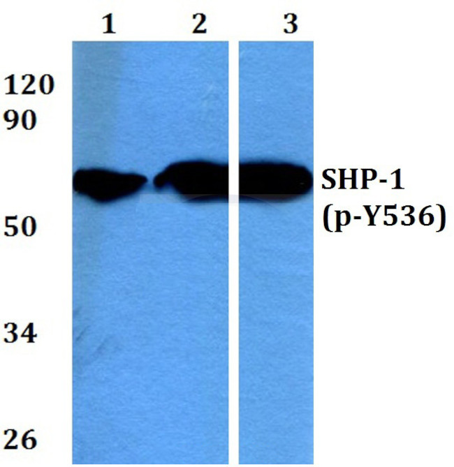 Phospho-SHP-1 (Tyr536) Antibody in Western Blot (WB)