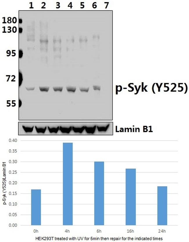 Phospho-Syk (Tyr525) Antibody in Western Blot (WB)