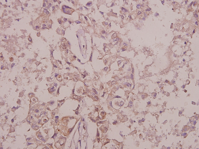 Phospho-TrkB (Tyr516) Antibody in Immunohistochemistry (Paraffin) (IHC (P))