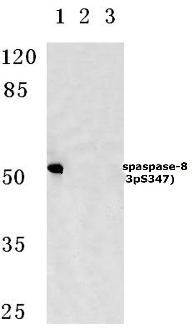 Phospho-Caspase 8 (Ser347) Antibody in Western Blot (WB)