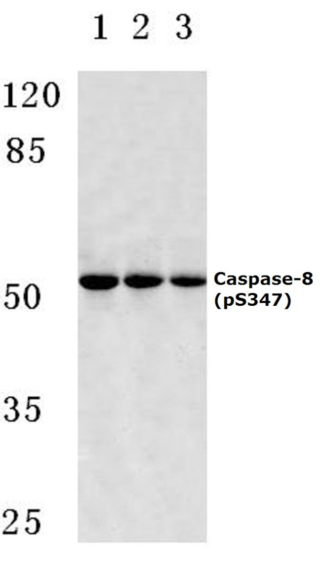 Phospho-Caspase 8 (Ser347) Antibody in Western Blot (WB)