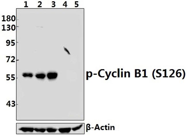Phospho-Cyclin B1 (Ser126) Antibody in Western Blot (WB)