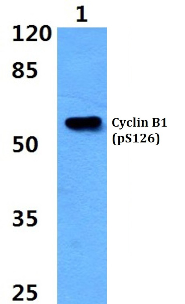 Phospho-Cyclin B1 (Ser126) Antibody in Western Blot (WB)