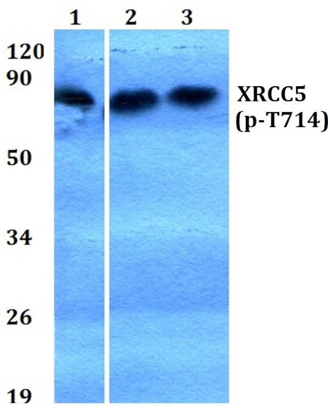 Phospho-Ku80 (Thr714) Antibody in Western Blot (WB)