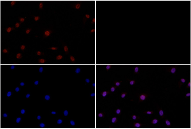 Phospho-AKT Pan (Thr450, Thr451, Thr447) Antibody in Immunocytochemistry (ICC/IF)