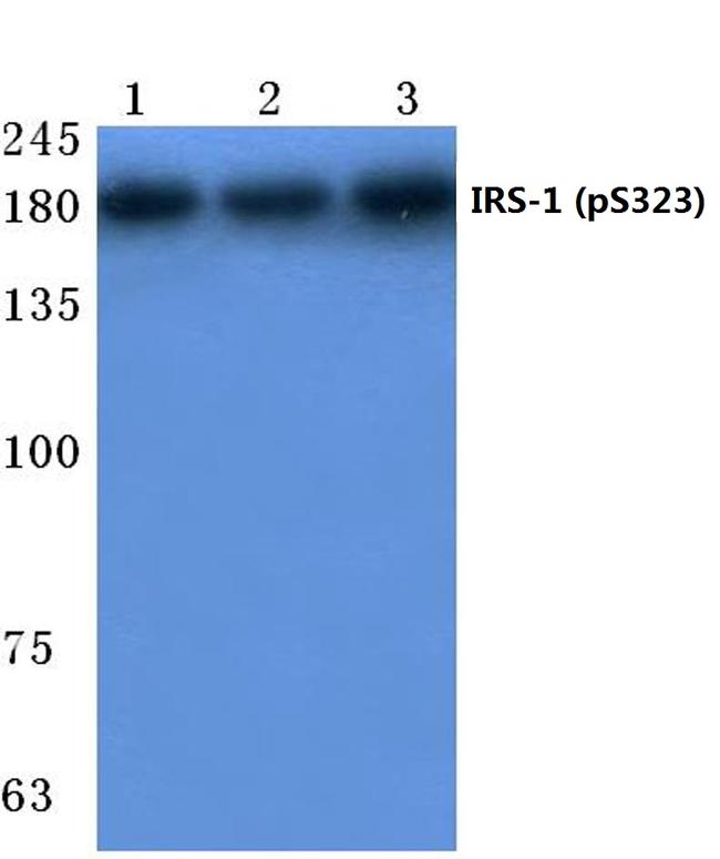 Phospho-IRS1 (Ser323) Antibody in Western Blot (WB)