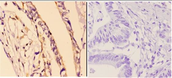 Phospho-Caspase 3 (Ser150) Antibody in Immunohistochemistry (Paraffin) (IHC (P))