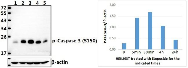 Phospho-Caspase 3 (Ser150) Antibody in Western Blot (WB)