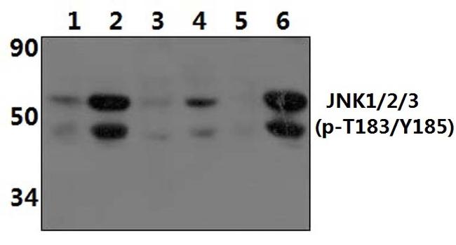 Phospho-JNK1/JNK2/JNK3 (Thr183, Tyr185) Antibody in Western Blot (WB)