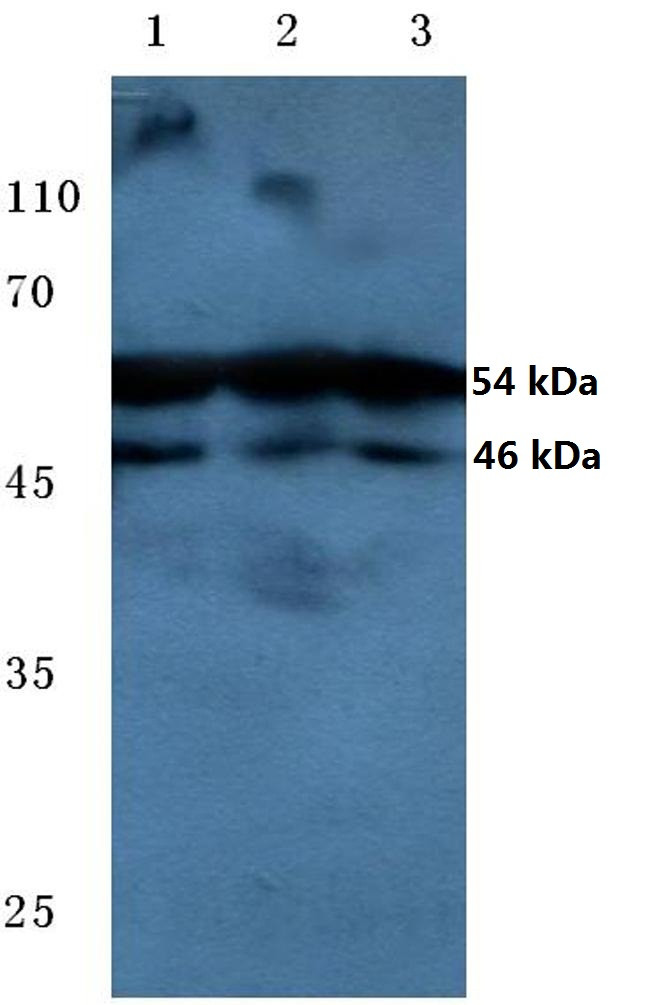 Phospho-JNK1/JNK2/JNK3 (Thr183, Tyr185) Antibody in Western Blot (WB)