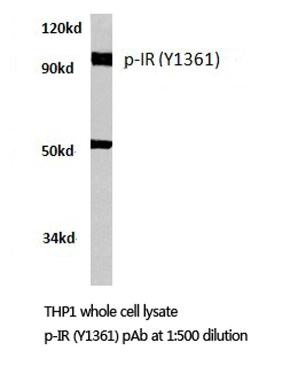 Phospho-INSR (Tyr1361) Antibody in Western Blot (WB)