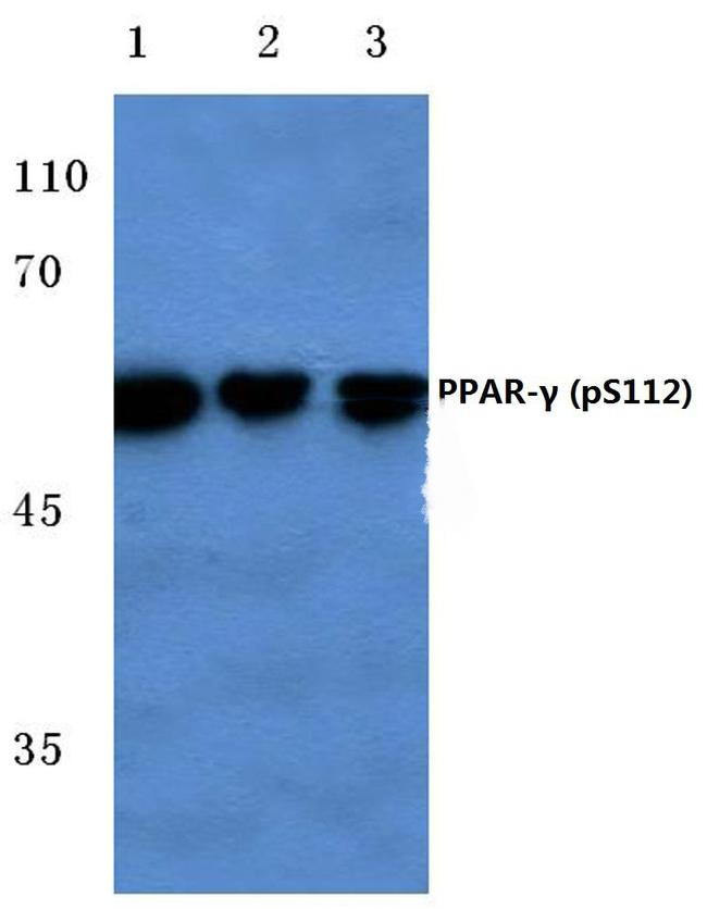 Phospho-PPAR gamma (Ser112) Antibody in Western Blot (WB)