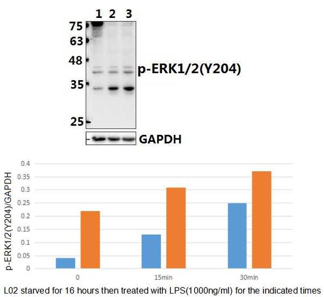 Phospho-ERK1/ERK2 (Tyr204) Antibody in Western Blot (WB)