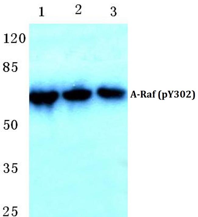 Phospho-A-Raf (Tyr302) Antibody in Western Blot (WB)