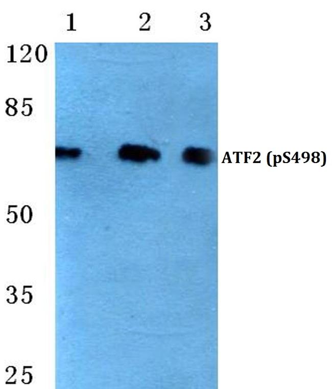 Phospho-ATF2 (Ser498) Antibody in Western Blot (WB)