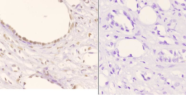 Phospho-NPM1 (Thr234) Antibody in Immunohistochemistry (Paraffin) (IHC (P))