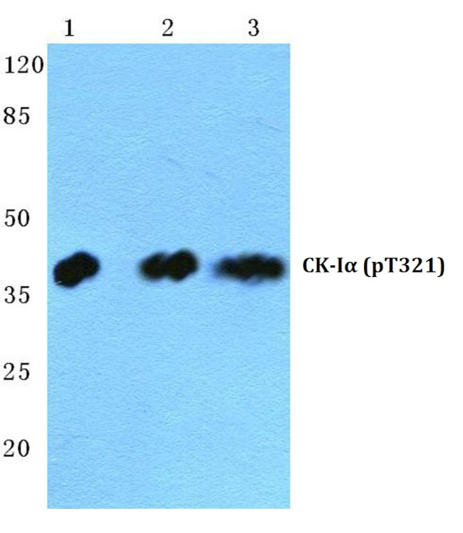 Phospho-CK1 alpha (Thr321) Antibody in Western Blot (WB)