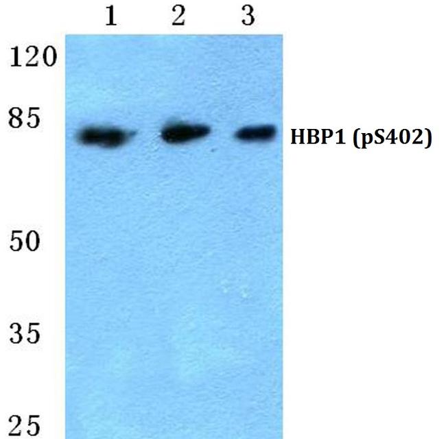 Phospho-HBP1 (Ser402) Antibody in Western Blot (WB)