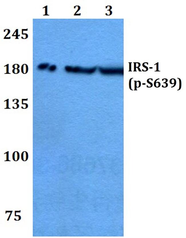 Phospho-IRS1 (Ser639) Antibody in Western Blot (WB)