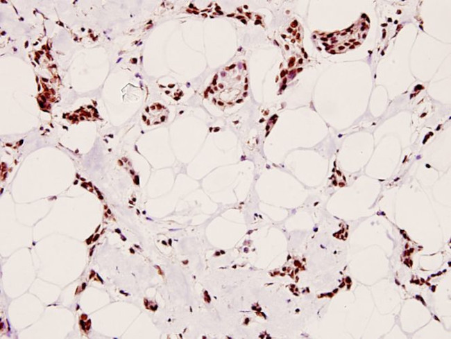 Phospho-CREB (Ser129) Antibody in Immunohistochemistry (Paraffin) (IHC (P))