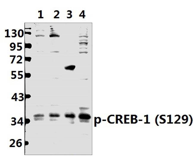 Phospho-CREB (Ser129) Antibody in Western Blot (WB)