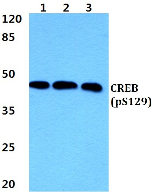 Phospho-CREB (Ser129) Antibody in Western Blot (WB)