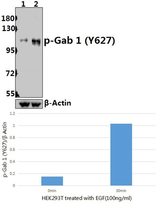 Phospho-GAB1 (Tyr627) Antibody in Western Blot (WB)